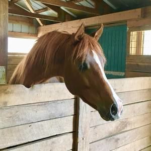 Meet your Posher, Jamie